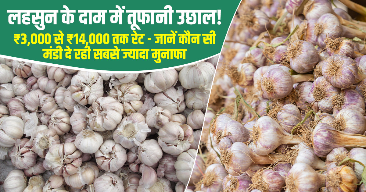 लहसुन का भाव (16 अप्रैल, 2026)