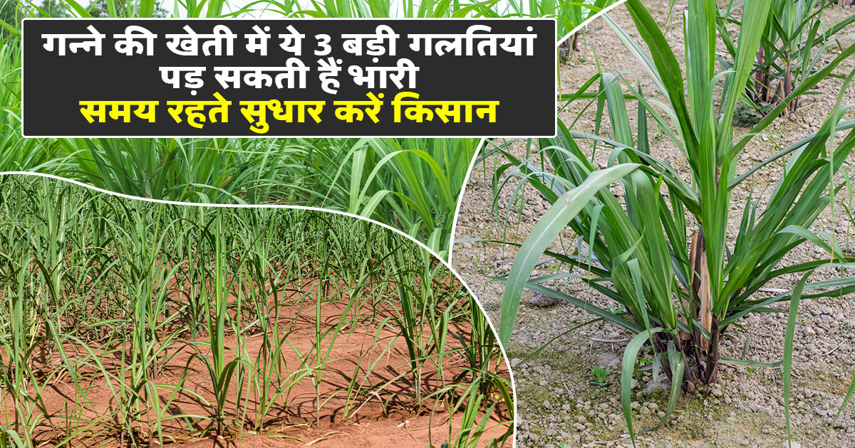 Sugarcane Farming Mistakes
