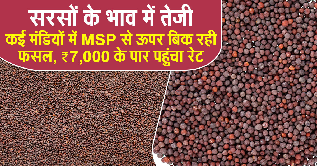 सरसों का भाव (18 अप्रैल, 2026)