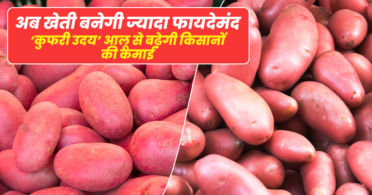 Kufri Uday Potato Farming