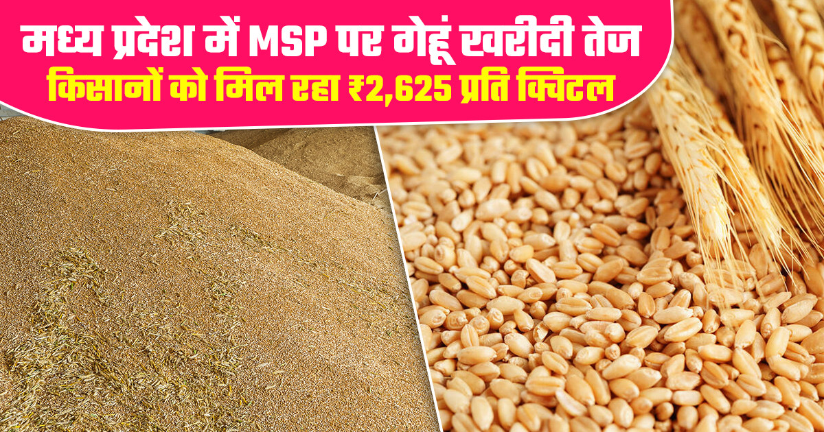 MP Wheat MSP Procurement 2026