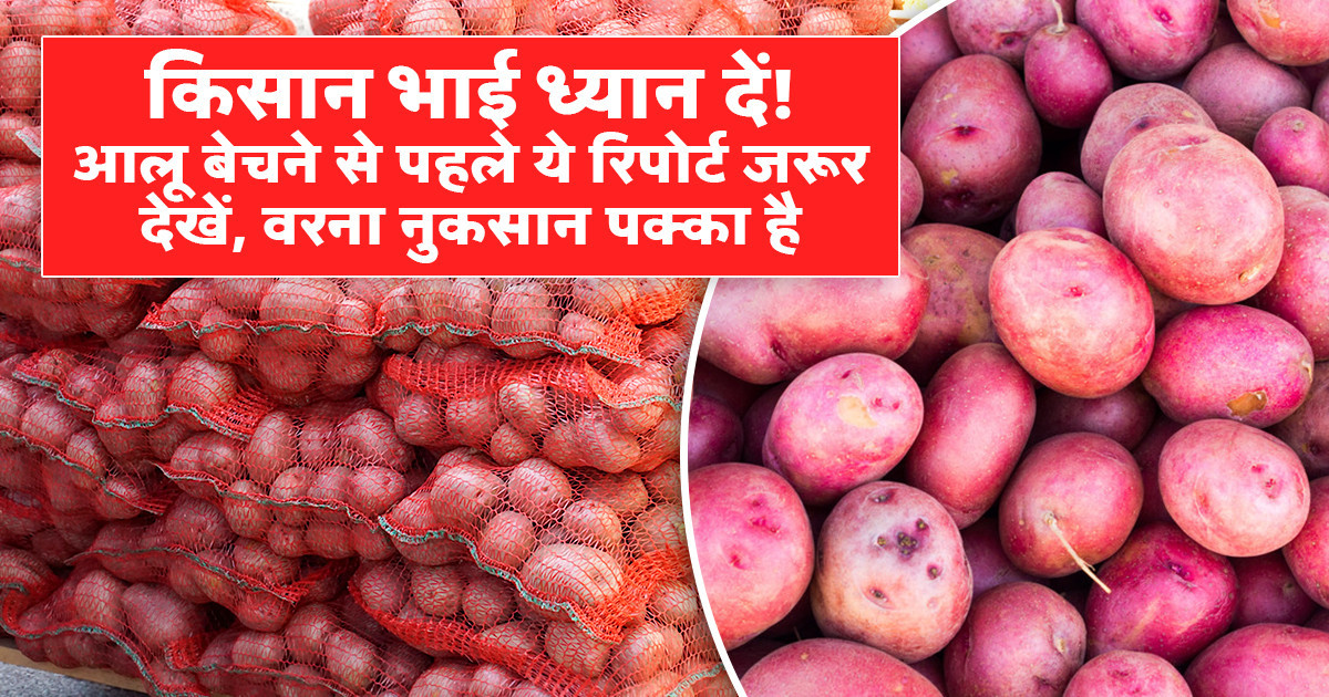 Potato Market Prices Today - (19 April, 2026)