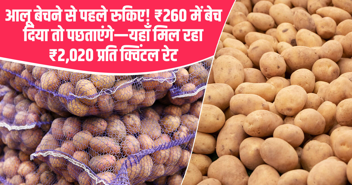 आलू का भाव (19 अप्रैल 2026)