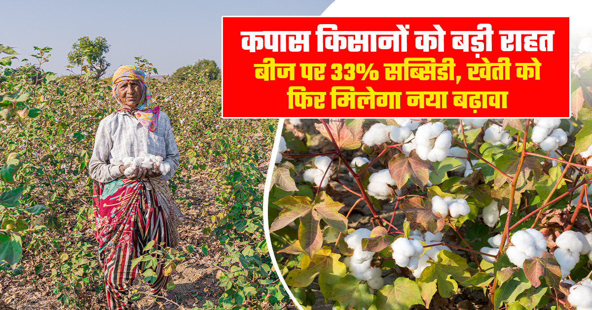 cotton cultivation