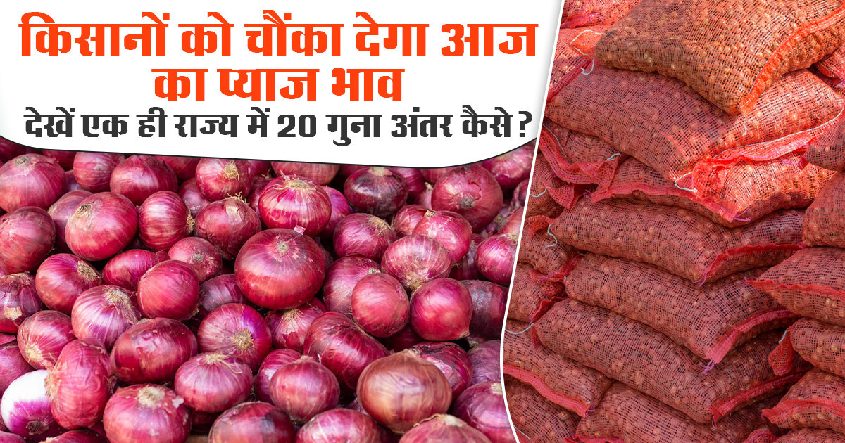 Onion Market Prices Today (22 April, 2026)