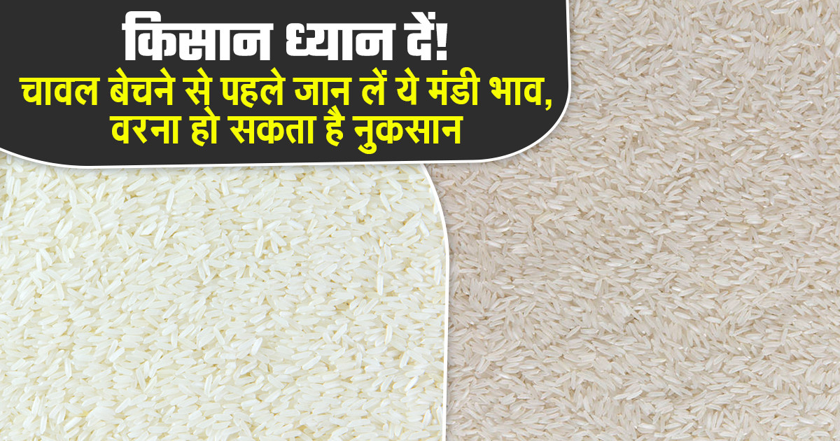 महाराष्ट्र में चावल मंडी भाव (23 अप्रैल, 2026)