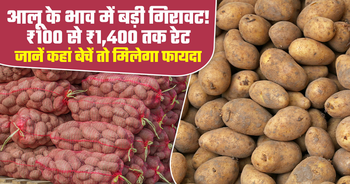 Potato Market Prices Today - (24 April, 2026)