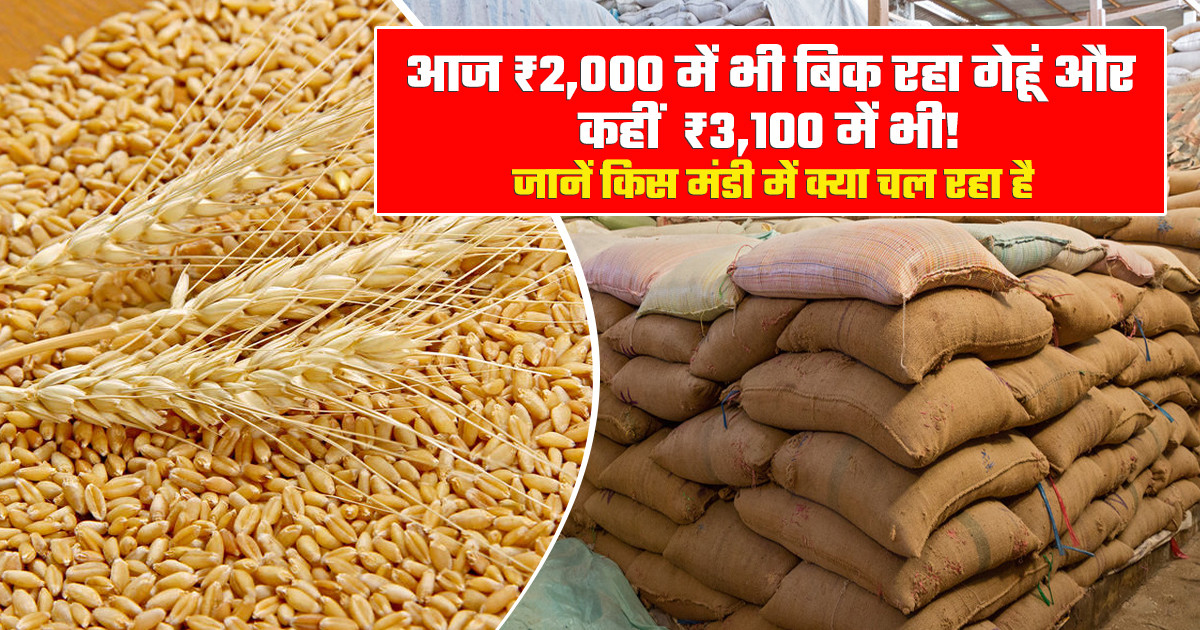 Wheat Market Prices Today (24 April, 2026)