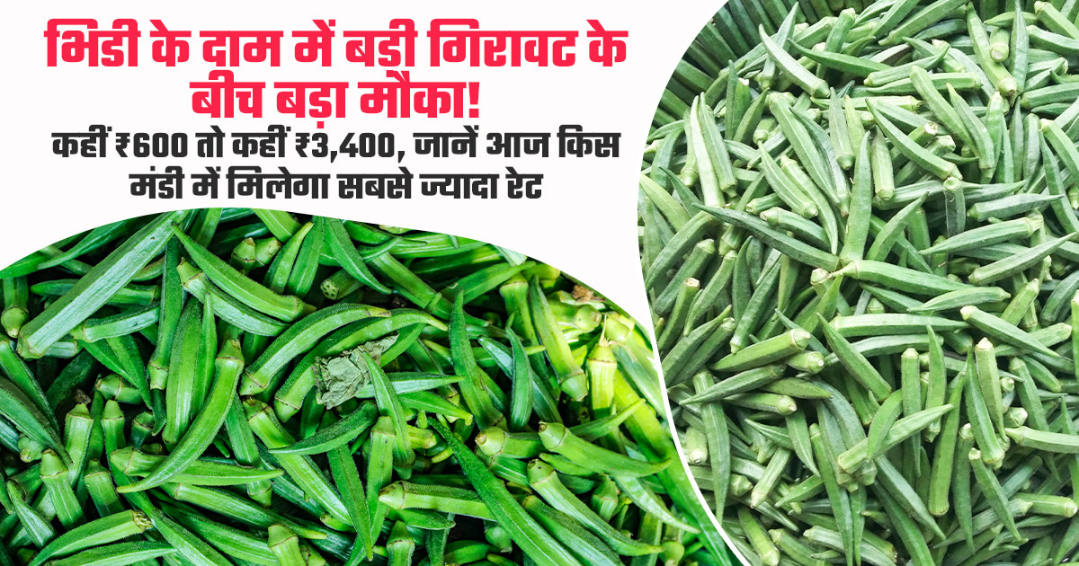 भिंडी का भाव (25 अप्रैल, 2026)