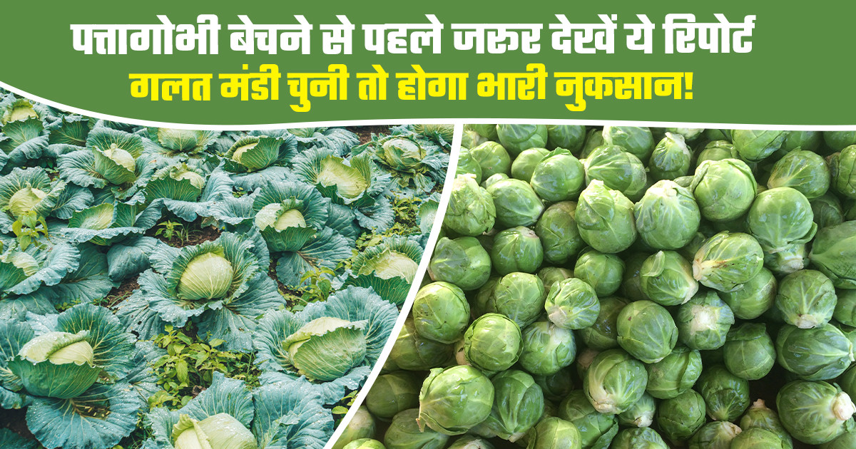 पत्तागोभी का भाव (27 अप्रैल, 2026)