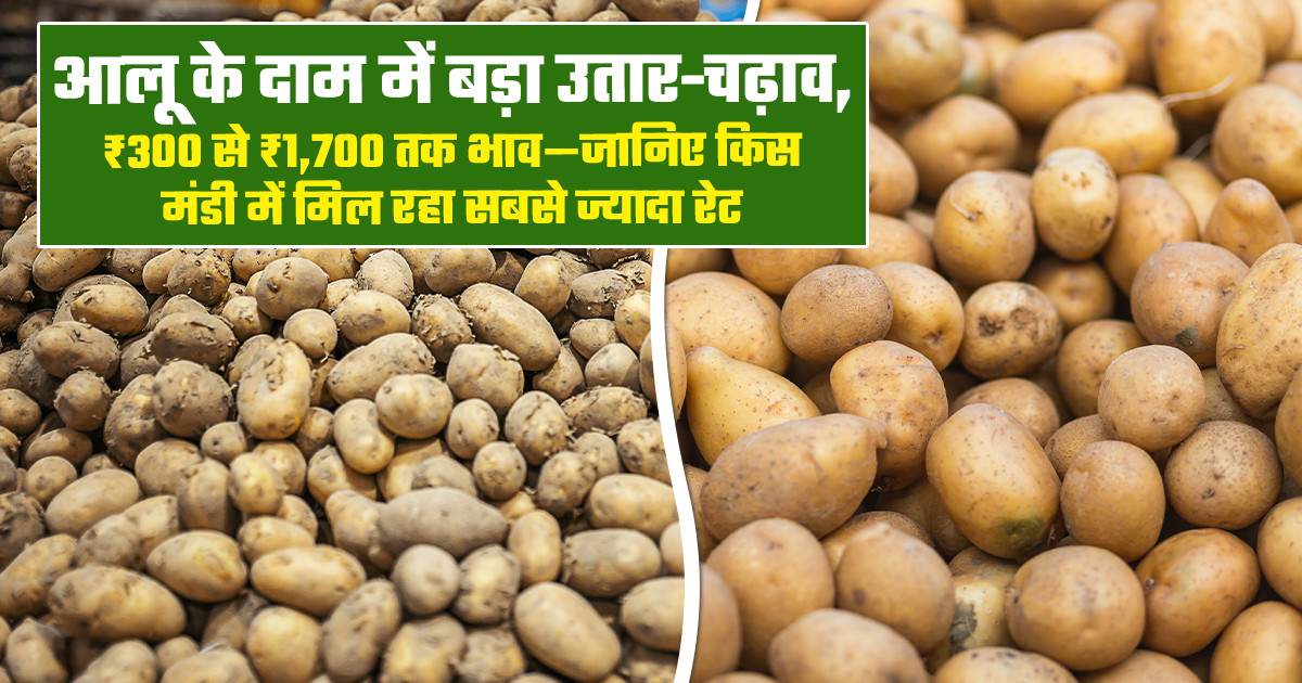 Potato Market Prices Today - (28 April, 2026)