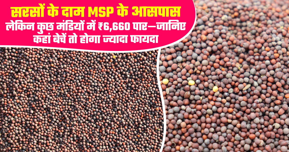 सरसों का भाव (29 अप्रैल, 2026)