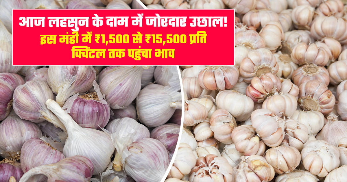 Garlic Market Prices Today (30 April, 2026)