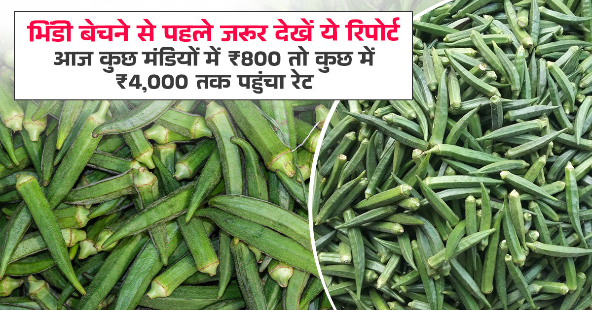 Okra Market Prices Today - (01 May, 2026)