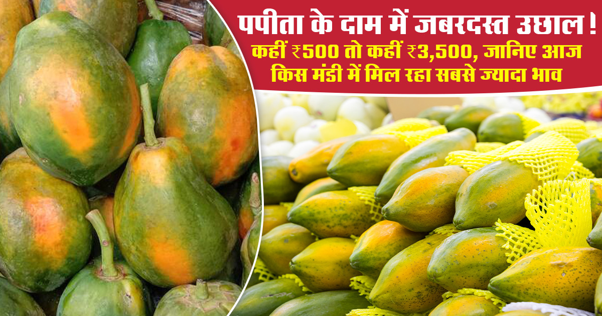 Papaya Market Prices Today (02 May, 2026)