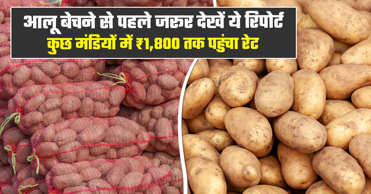 Potato Market Prices Today - (03 May, 2026)