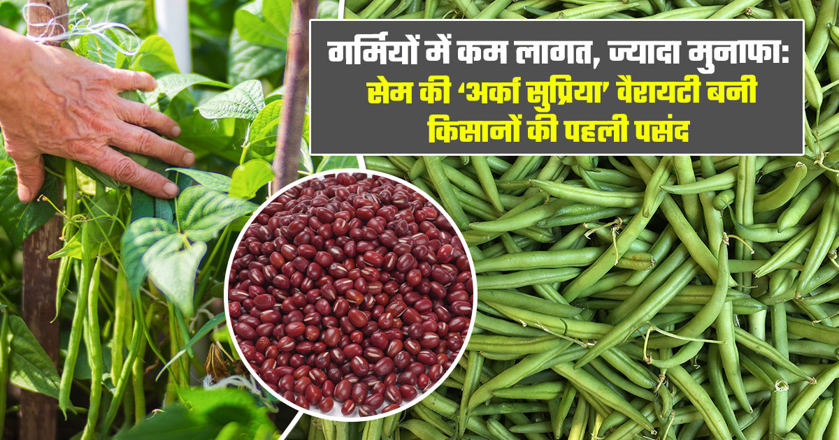 Arka Supriya beans farming
