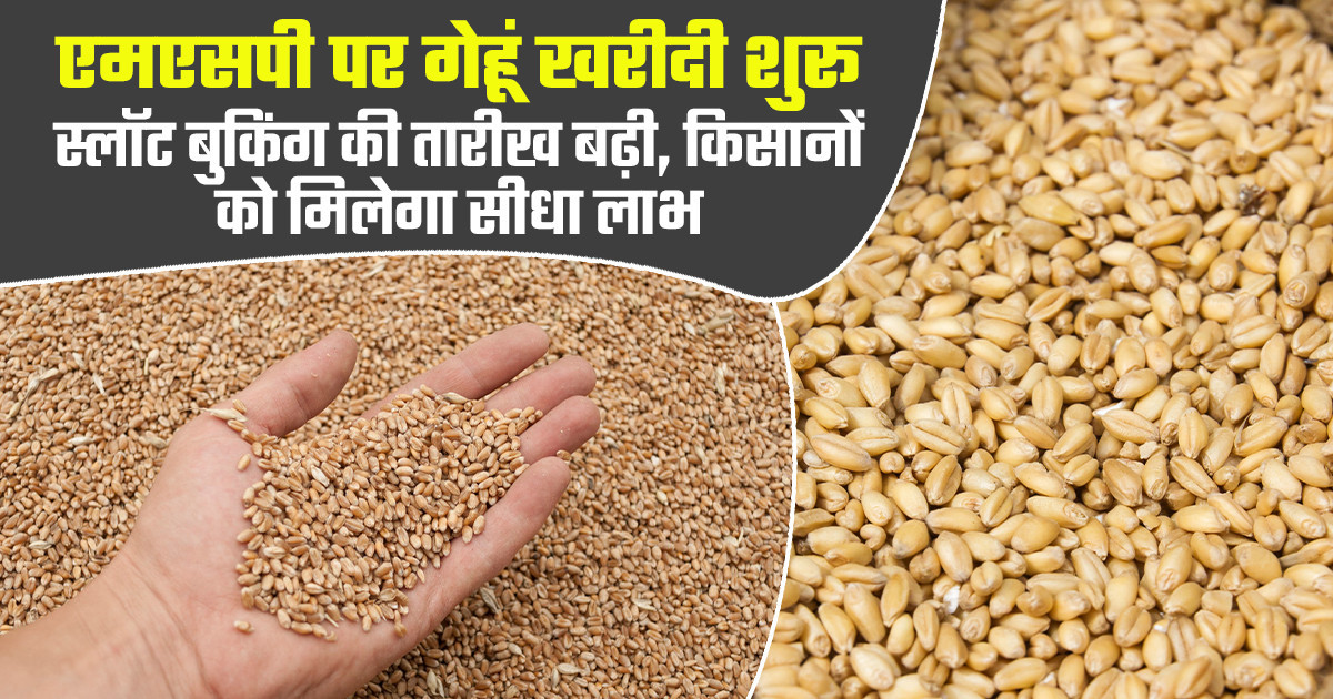 Madhya Pradesh Wheat Procurement 2026