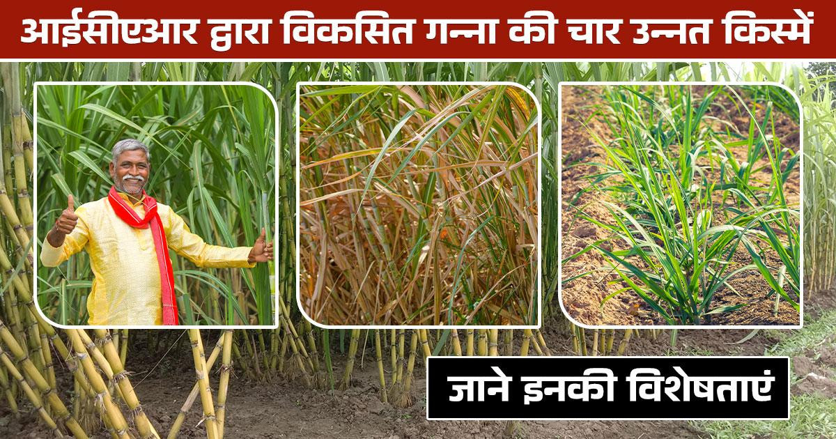 गन्ना FRP रेट 2026