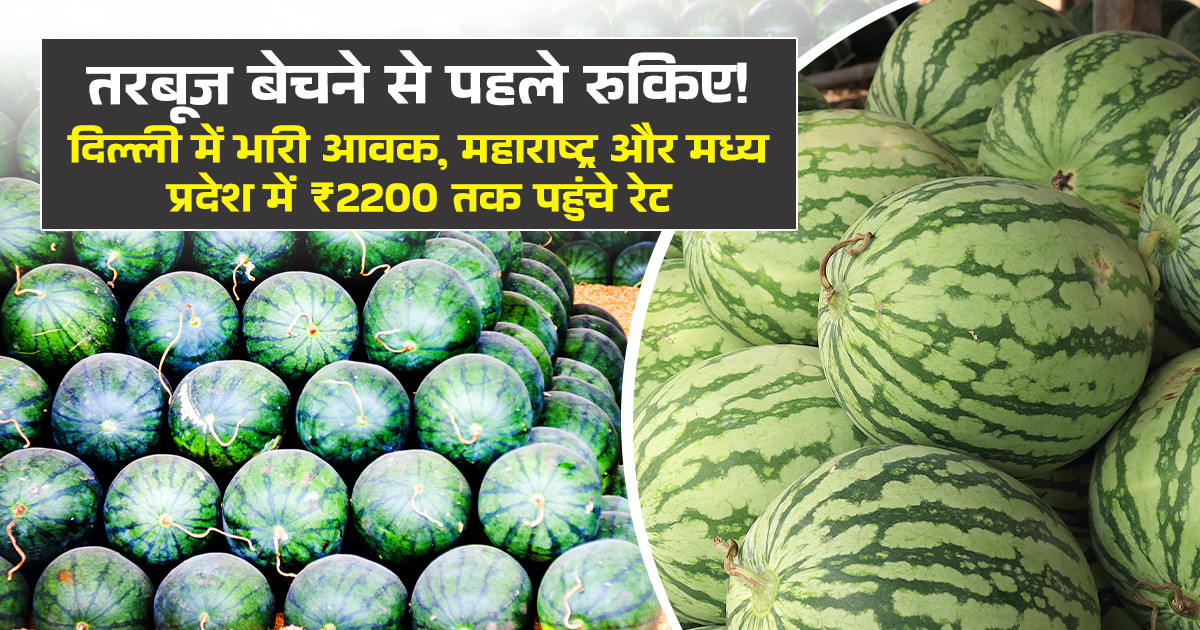 Watermelon Market Prices Today - (May 07, 2026)