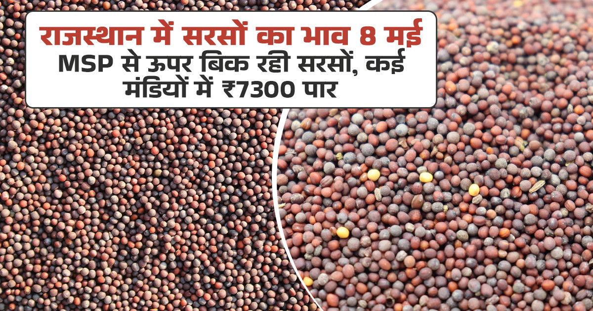सरसों का भाव (08 मई, 2026)