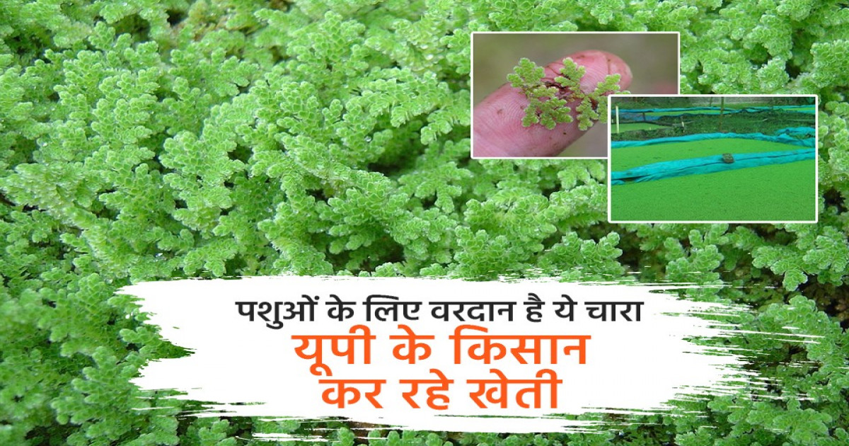 अजोला पशु आहार फायदे