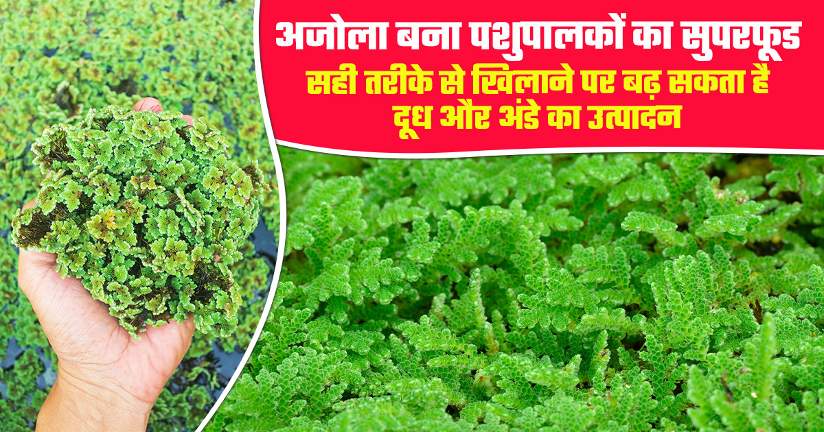 Azolla Benefits for Livestock and Poultry