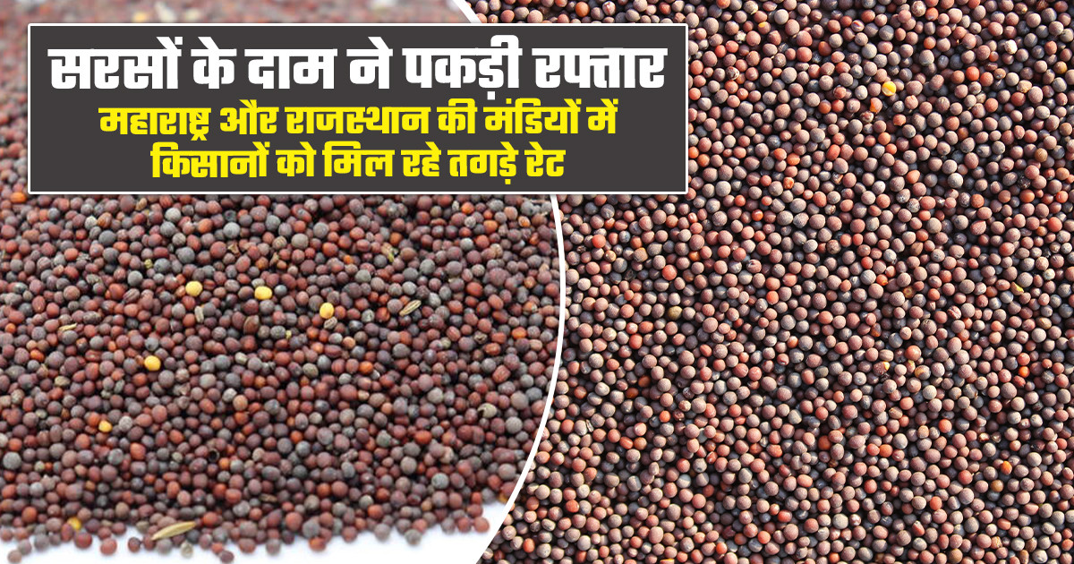 सरसों ने पकड़ी रफ्तार