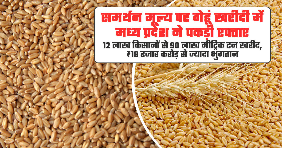 MP Wheat Procurement Record 2026