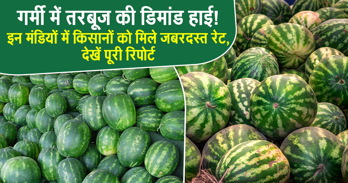 Watermelon Market Prices Today - (25 May, 2026)