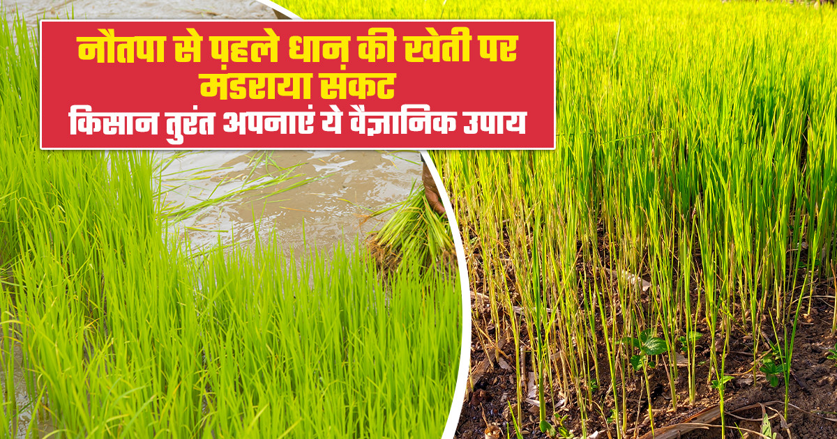 Bihar Heatwave Paddy Nursery