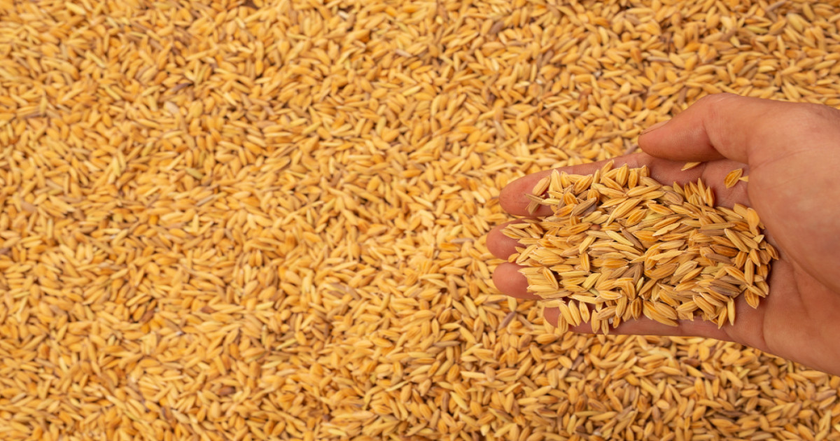 Uttar Pradesh wheat procurement scheme
