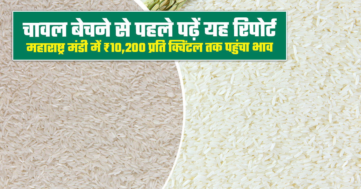 Rice Market Price Today -  (03 June, 2026)