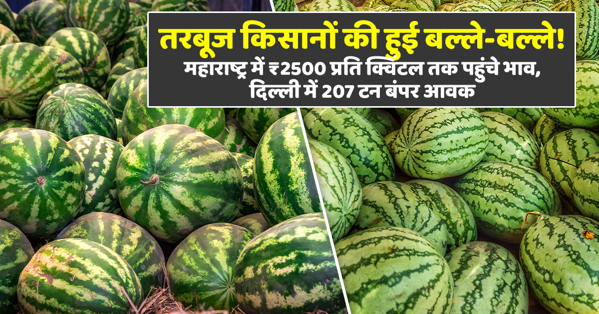 तरबूज का भाव - (03 जून, 2026)