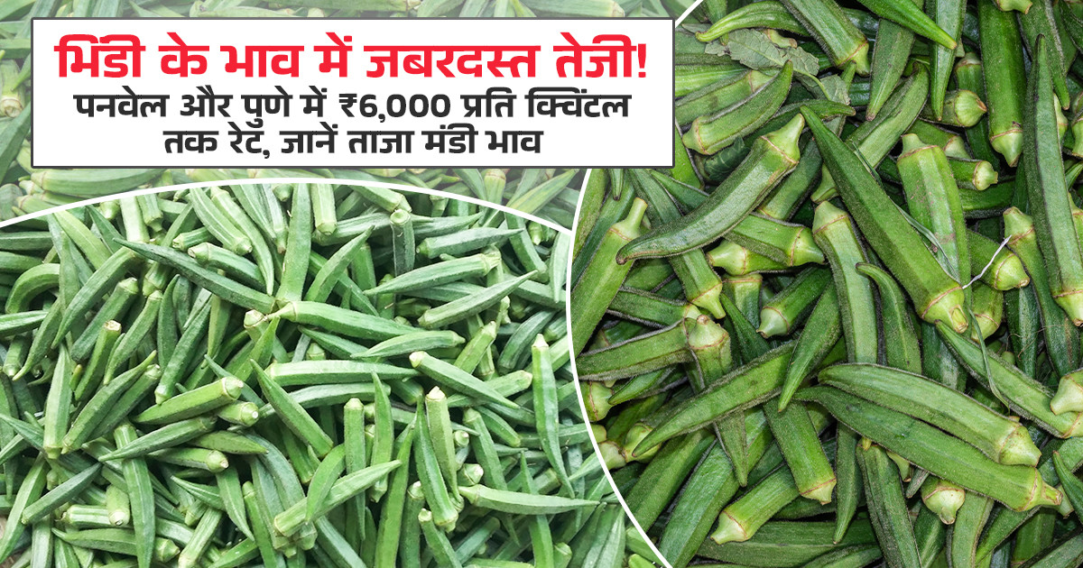 भिंडी का भाव (04 जून, 2026)