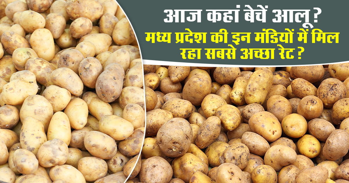 Potato Market Prices Today - (05 June, 2026)