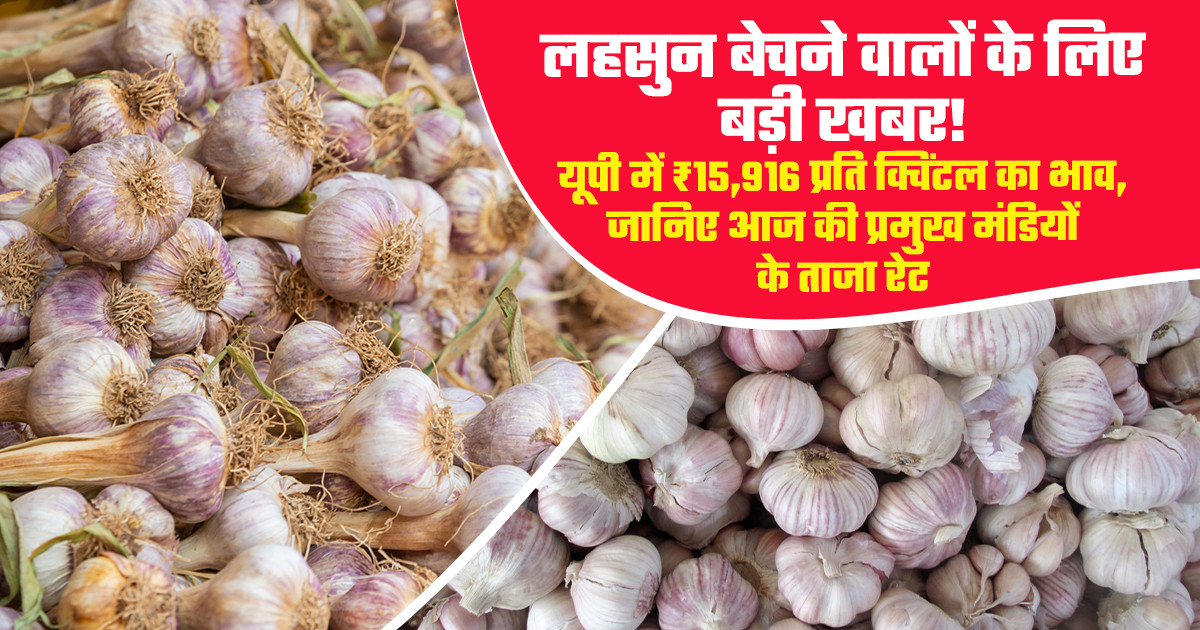Garlic market prices today - (05 June, 2026)