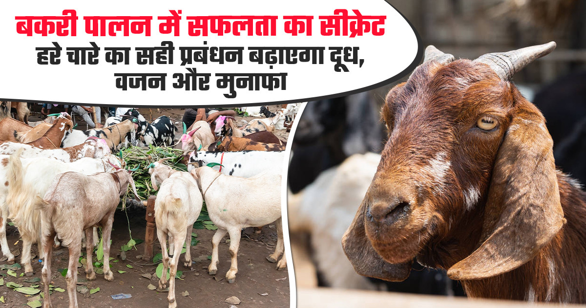 बकरी पालन
