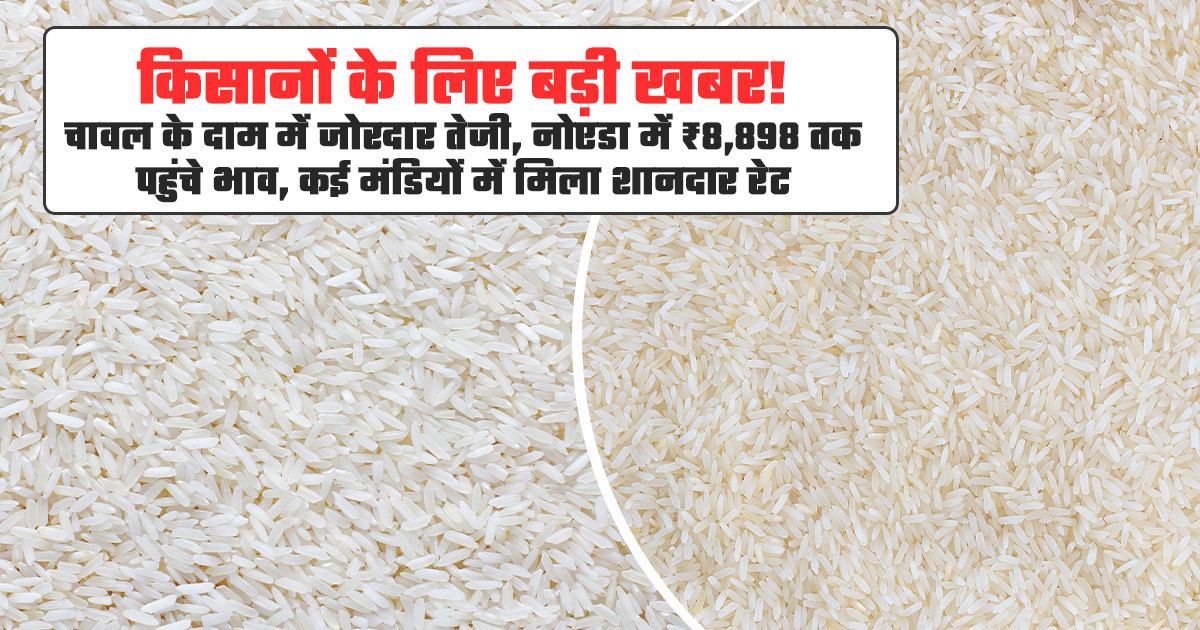 चावल का भाव (08 जून, 2026)