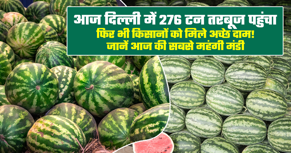 तरबूज का भाव (8 जून, 2026)