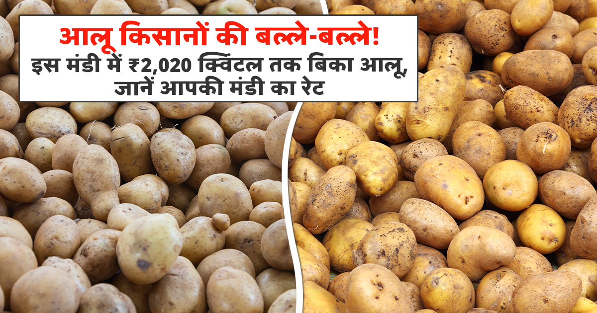 Potato market prices today - (10 June, 2026)