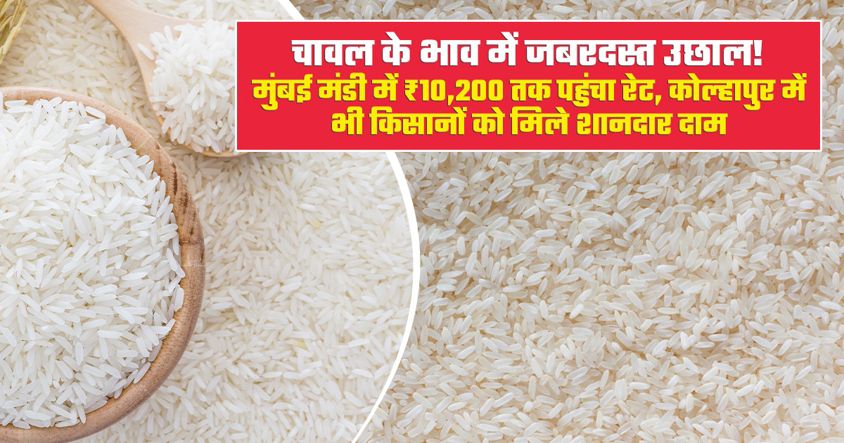 चावल का भाव - (13 जून, 2026)