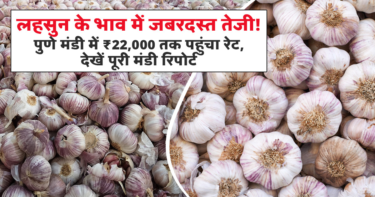 Garlic Prices Today - (14 June, 2026)