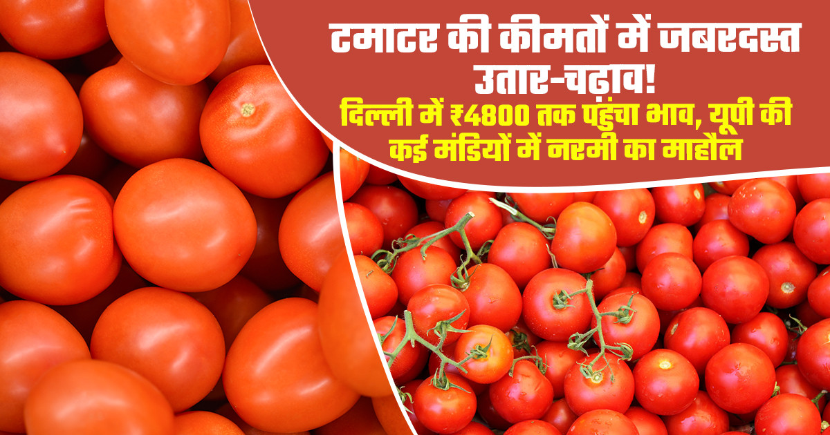 Tomato Market Price Today - (June 21, 2026)