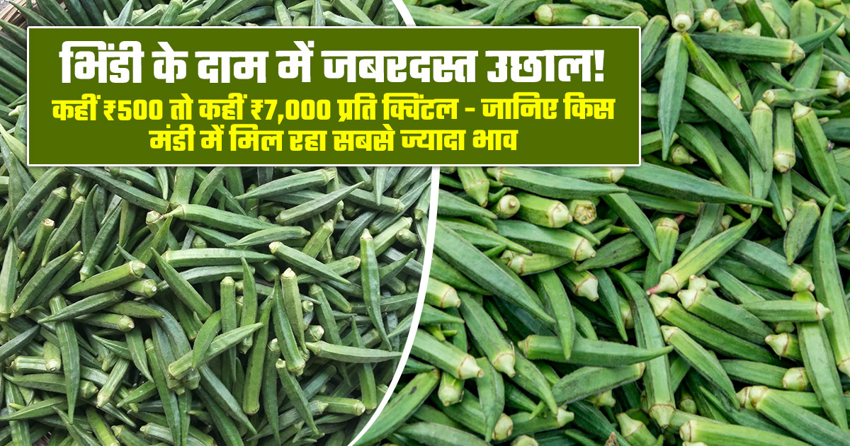 Okra market price today - (June 23, 2026)