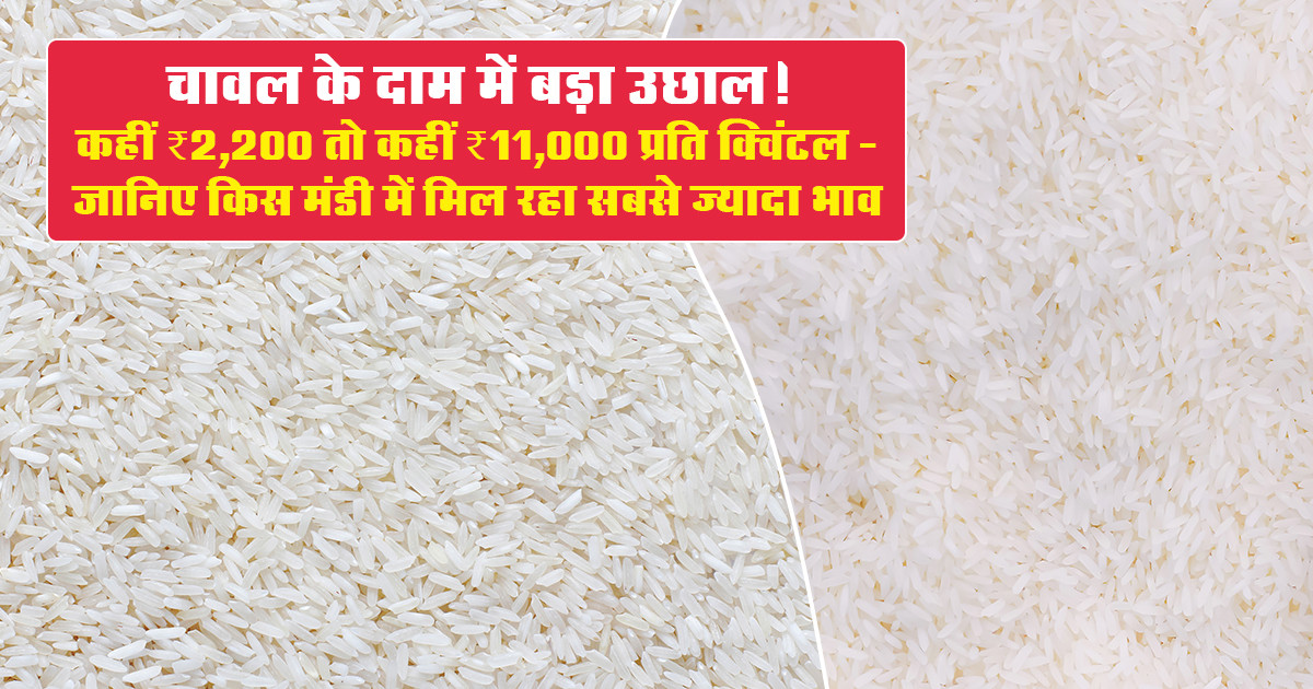 Rice Market Prices Today - (June 24, 2026)