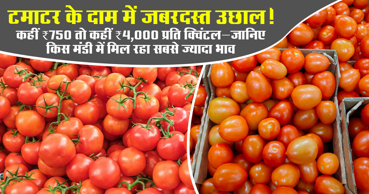 tomato prices today - (june 25, 2026)