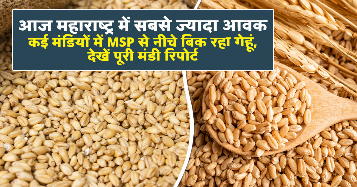 Wheat market prices today (june 30, 2026)