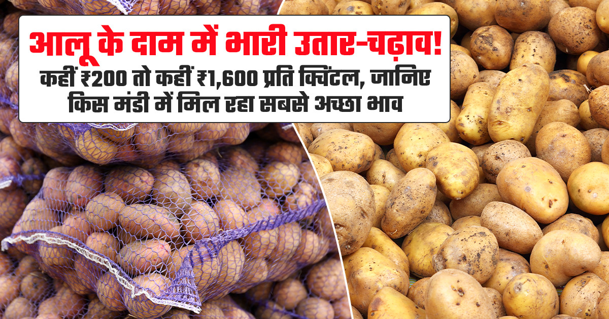 Potato market prices today - (July 2, 2026)