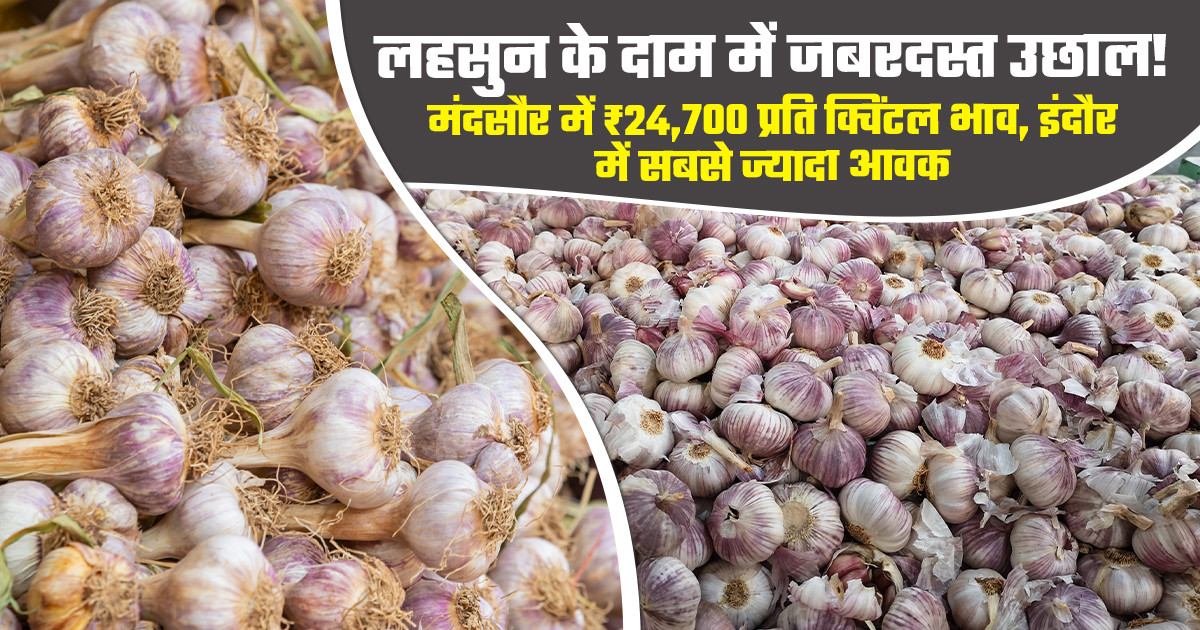 Garlic price today - (July 3, 2026)